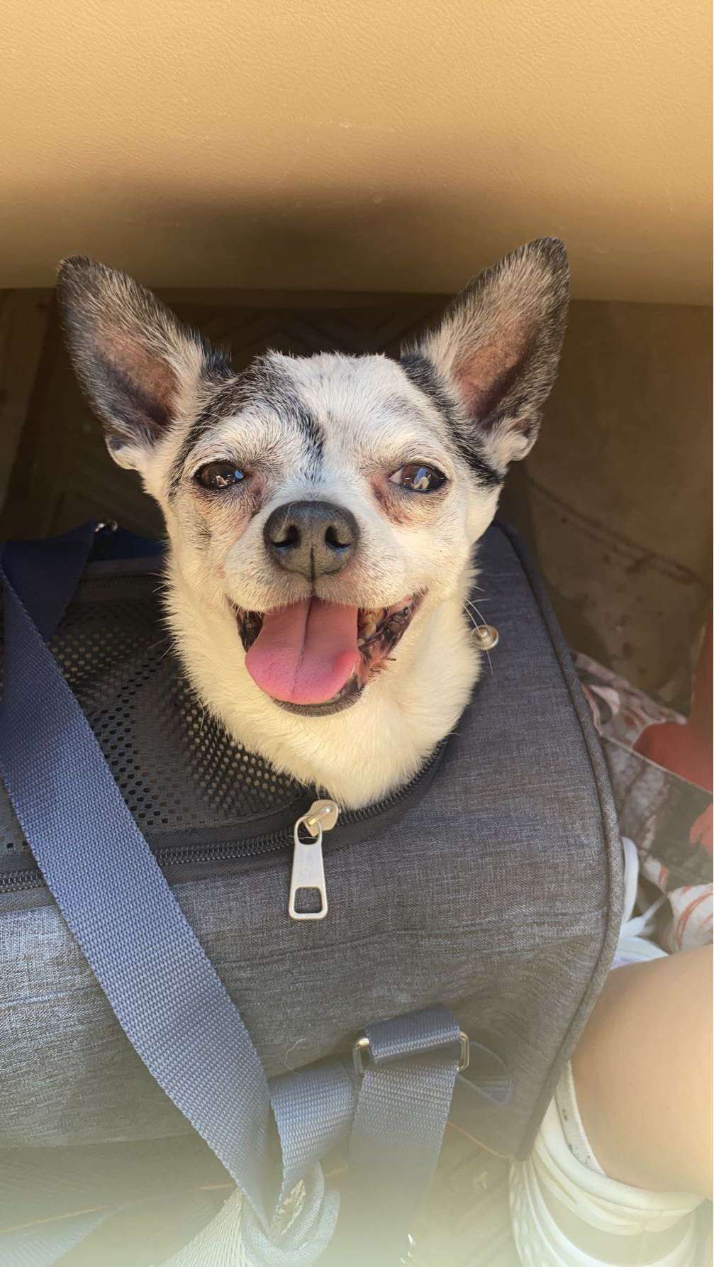Chihuahua